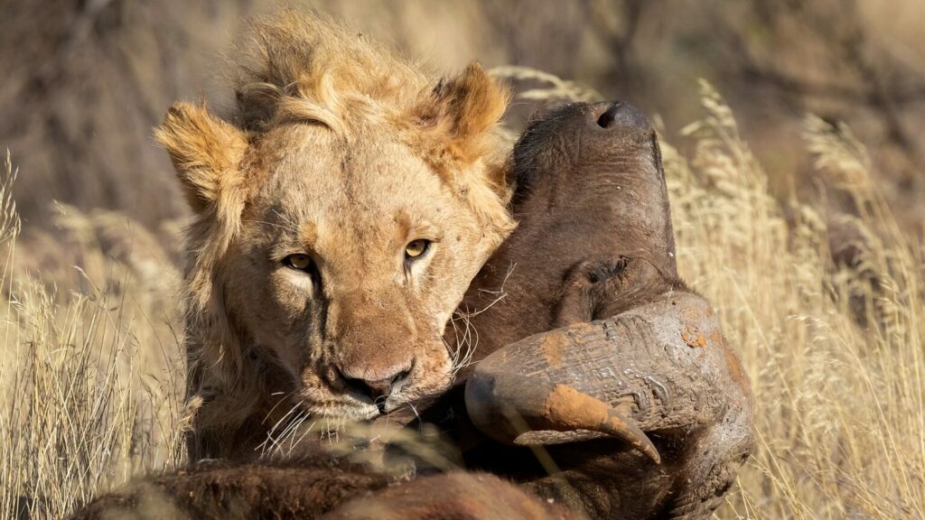 kalahari_conservation_experience_south_africa__volunteer_working_with_wildlife_LION